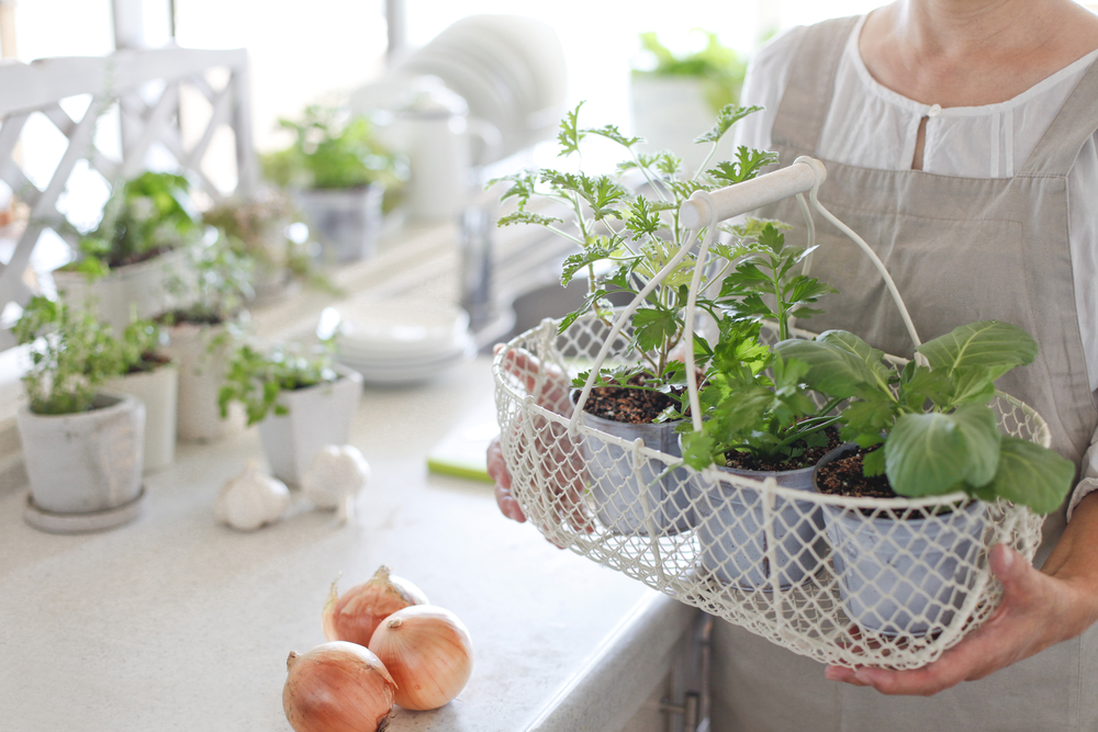 Making an Indoor Garden for Your Puyallup Apartment-image