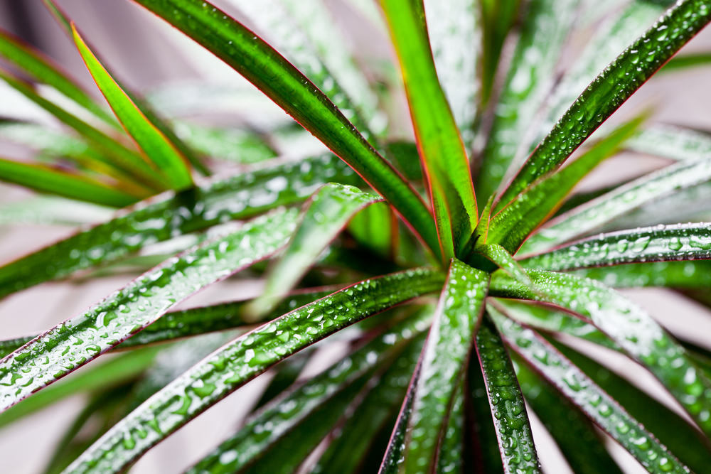Plants For Your Puyallup Apartment-image