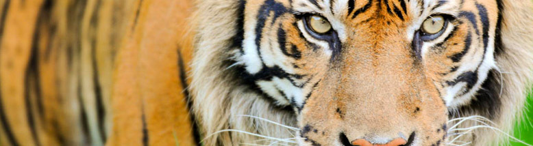 Point Defiance Zoo   Aquarium near Puyallup-image