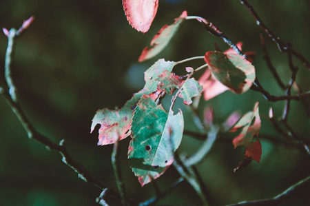 A List of Fall Themed Movies to Watch This November-image