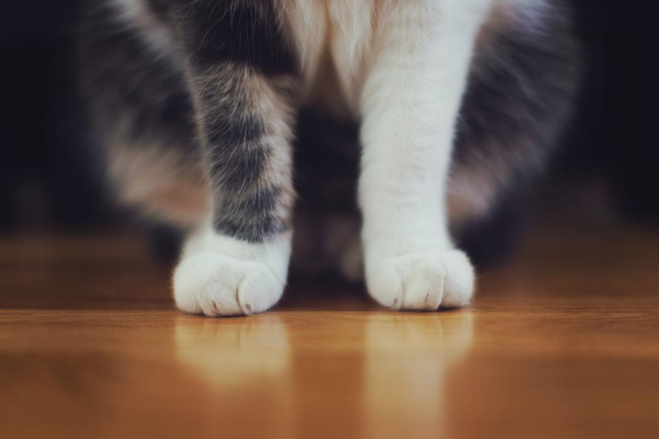 Pet-Friendly December Tips, part 1-image