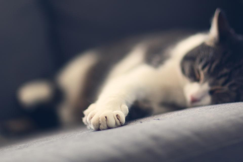 Pet-Friendly December Tips, part 2-image