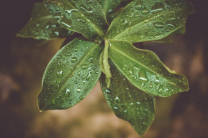 The Best Indoor Gardening Supply Spots Near Puyallup-image
