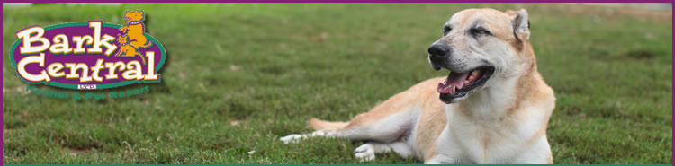 Pampering Your Dog in Tacoma-image