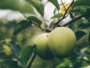 Making Traditional Apple Cider, part 1-image