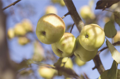Making Traditional Apple Cider, part 3-image