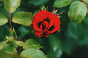 Local Flower Power-image
