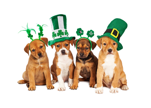 Celebrate St. Patricks Day-image