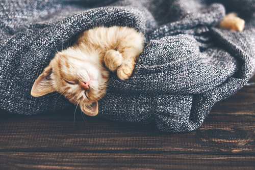 Get Better Sleep-image