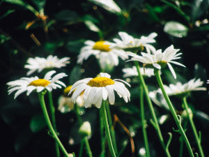 Why the Daffodil Festival Is the Real Daffo-Deal-image