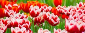 Its Always Worth the Drive to the Skagit Valley Tulip Festival-image