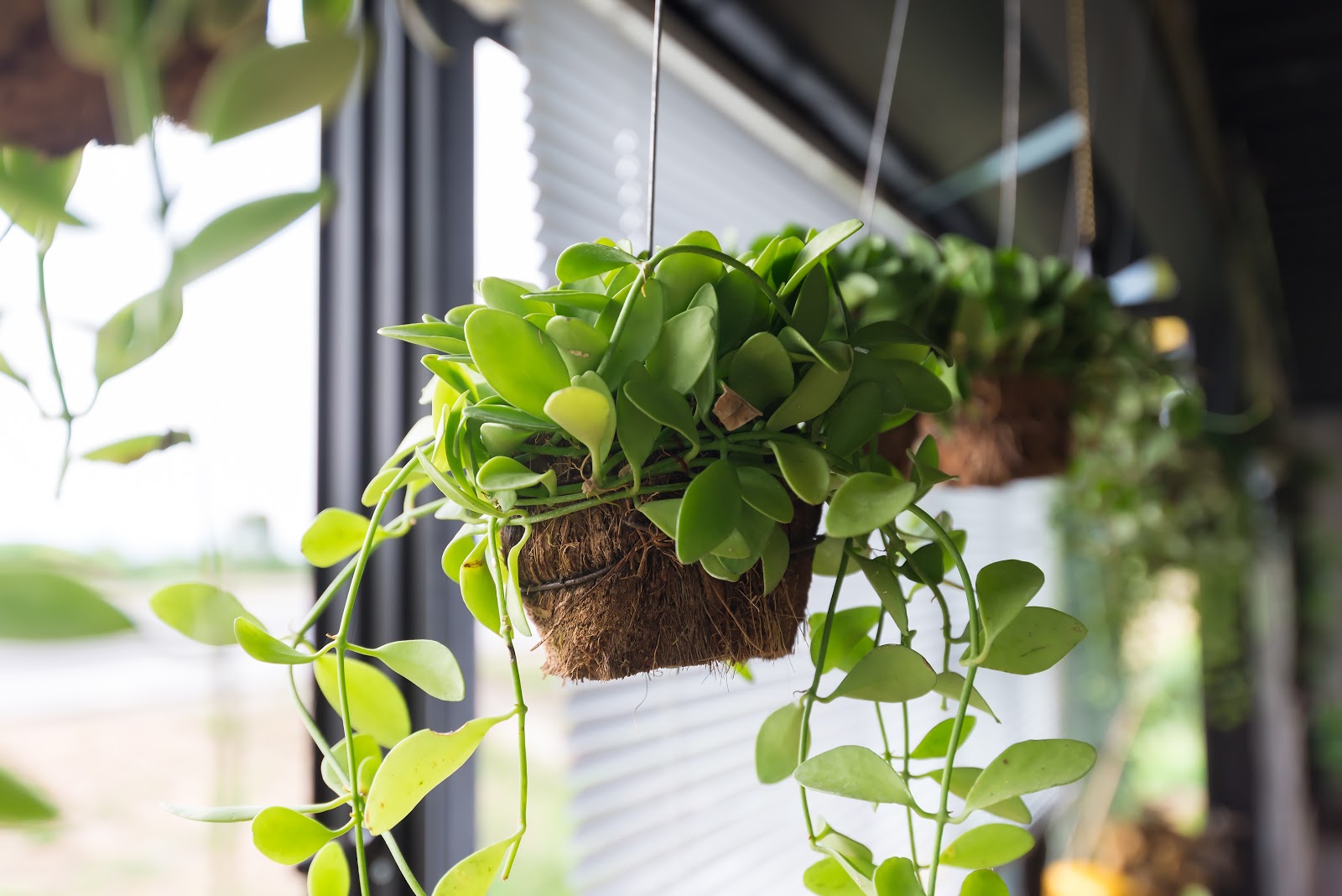 Decorating With Greenery-image