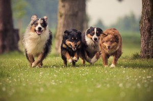 Dog Parks Near Puyallup-image
