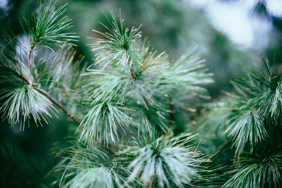 Christmas Tree Tips-image