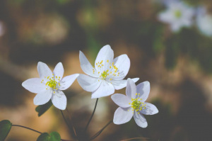 Time-Saving Spring Cleaning Tips-image