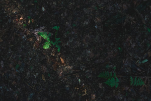 Green with Envy  Local Earthy Events Near Puyallup-image
