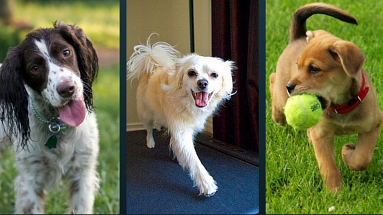 Welcoming Pets at Willow Hill Apartments-image