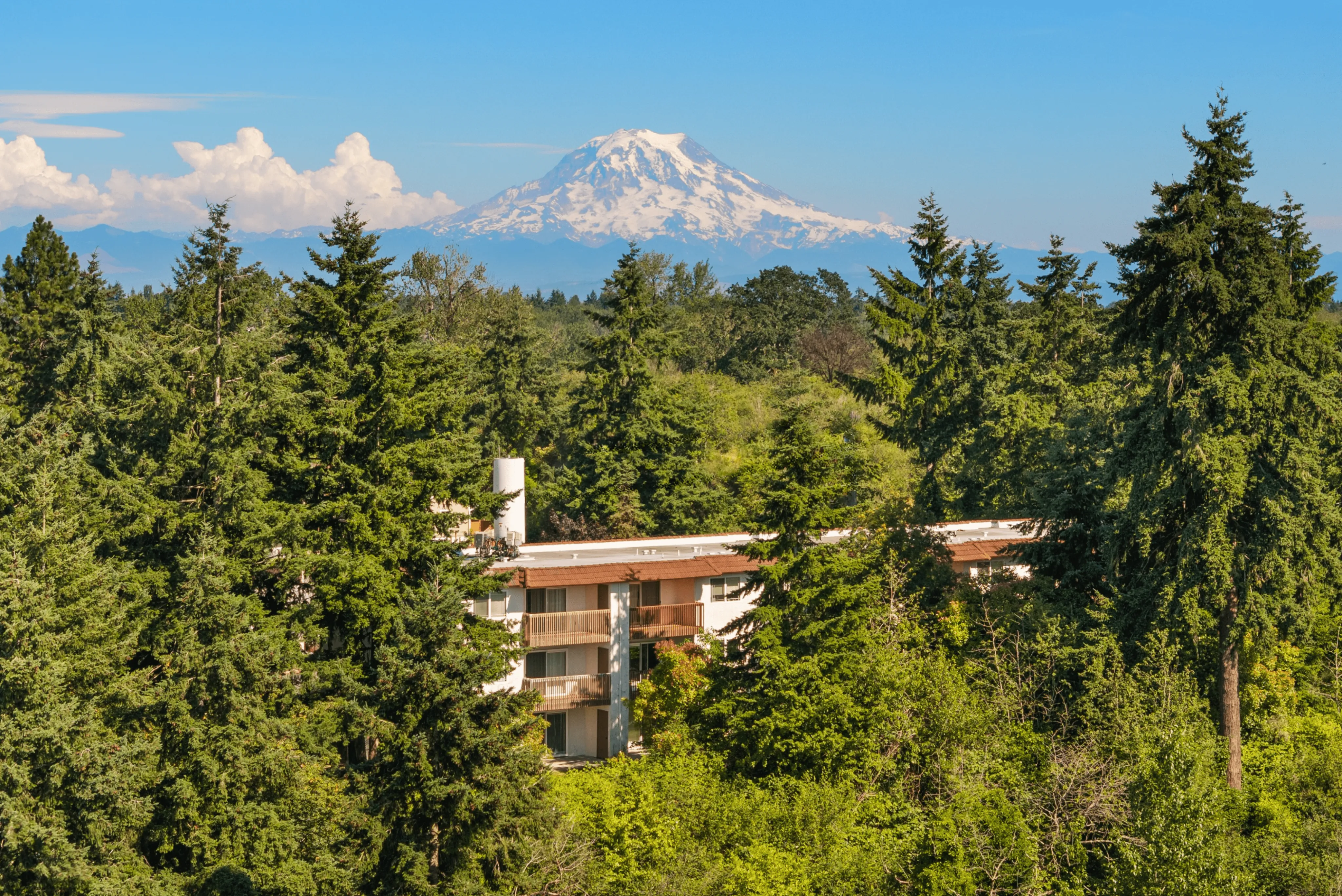 Serene apartment nestled amidst lush evergreen forest with stunning mountain views.