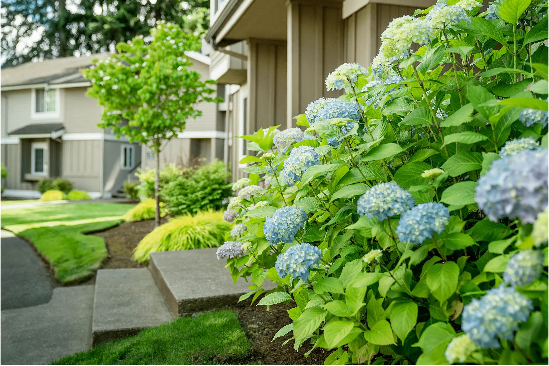 Beautifully landscaped pathway with vibrant hydrangeas in front of a modern townhouse complex.