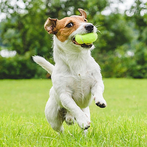 Energetic dog joyfully playing with a tennis ball on lush green grass, surrounded by vibrant nature.