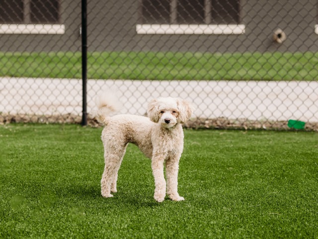 Union Mill Dog in Dog Park Image