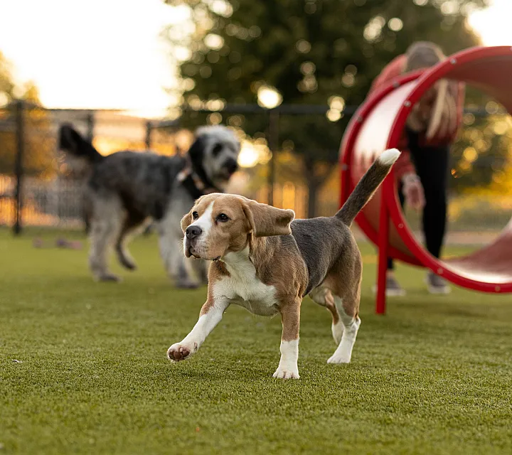 The Abbey Apartment Pet Friendly Homes Springfield Missouri