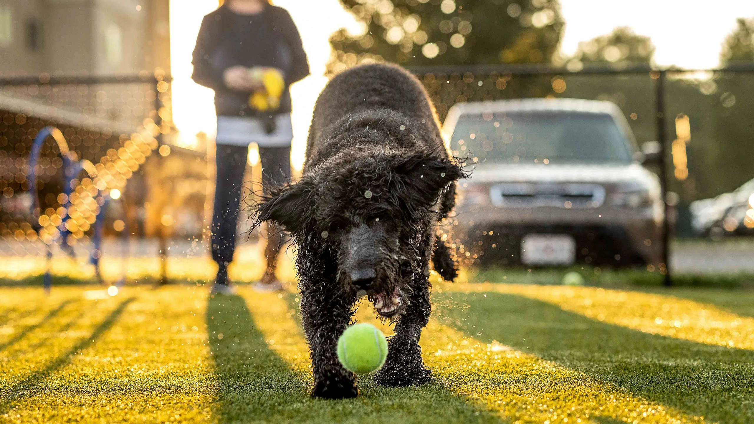 Coryell-Commons-Apartments-Springfield-Missouri-Pet-Friendly-Dog-Park