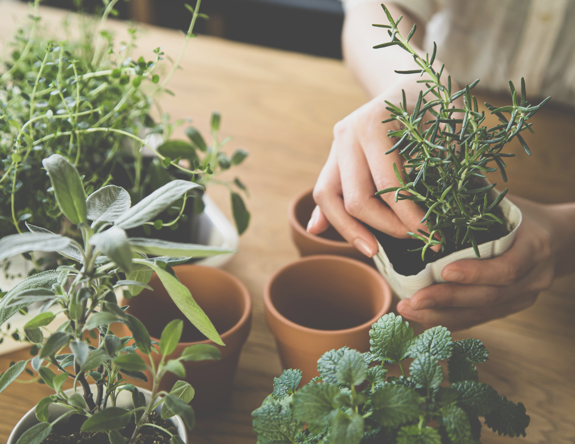 Mastering Apartment Gardening-image