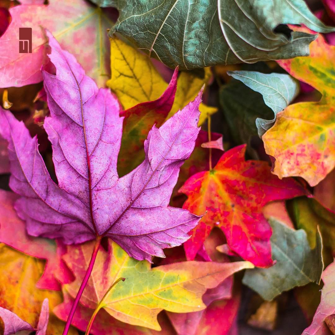 Things To Do In Idaho Falls In The Fall-image