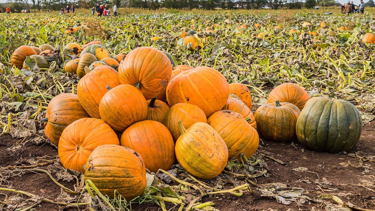 🎃 The Best Pumpkin Patches & Fall Activities Near Logan, Utah-image