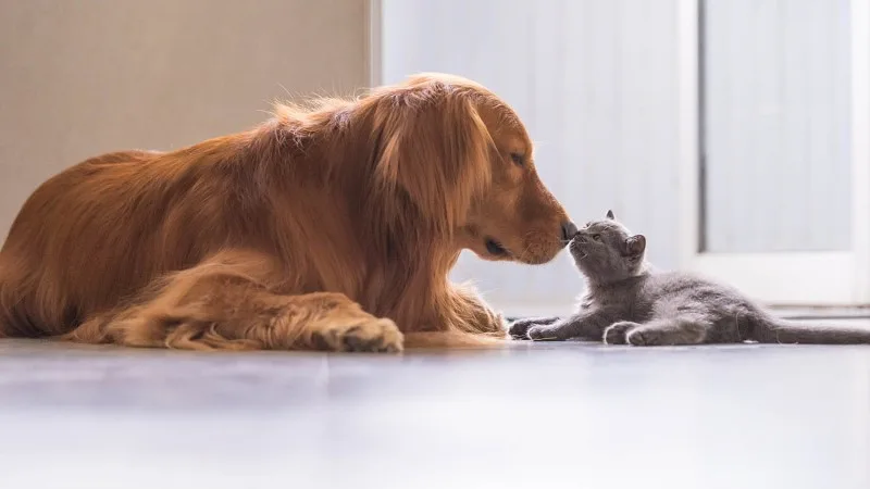 Pet-Friendly Living: How to Keep Your Apartment Happy for You and Your Furry Friend-image