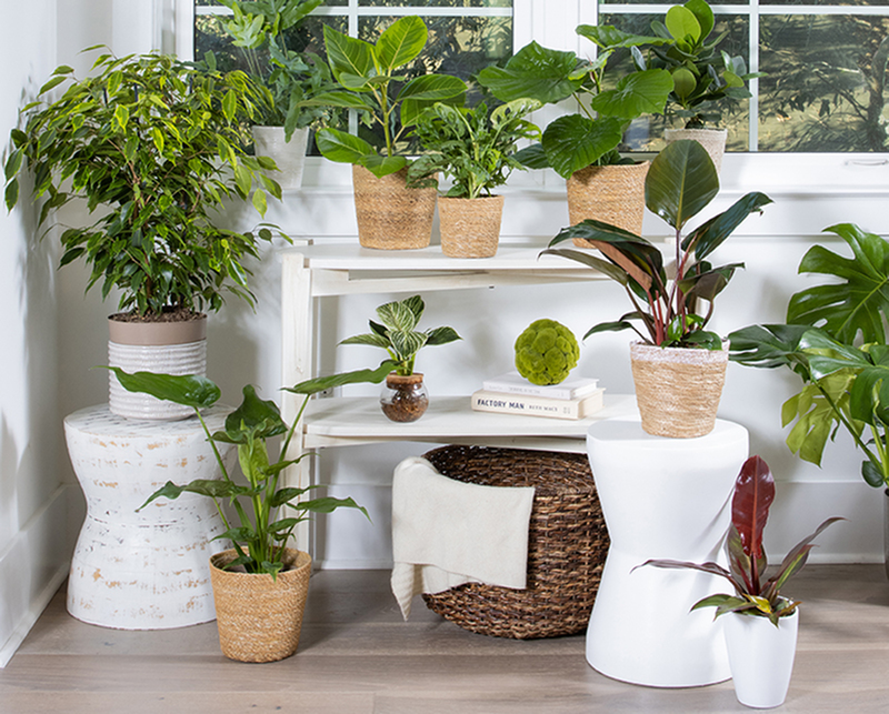 Indoor Plant Guide: Which Plants Thrive in Apartments-image