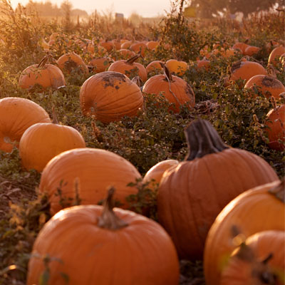 Decorating Your Apartment for Fall & Thanksgiving-image