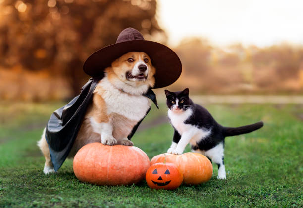 Pet-Friendly Fall Activities in Pocatello-image