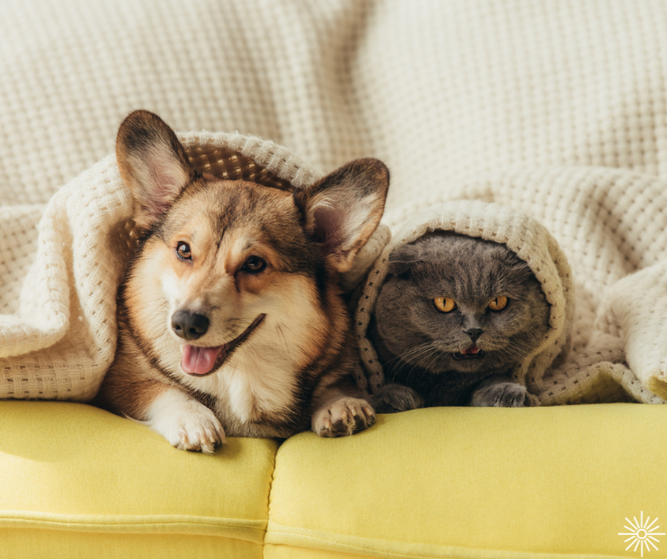 Pet-Friendly Apartment Living Tips-image