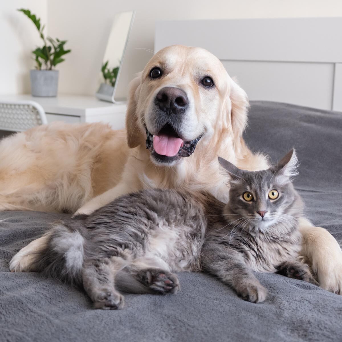 Keeping Pets Entertained Indoors During Fall/Winter-image