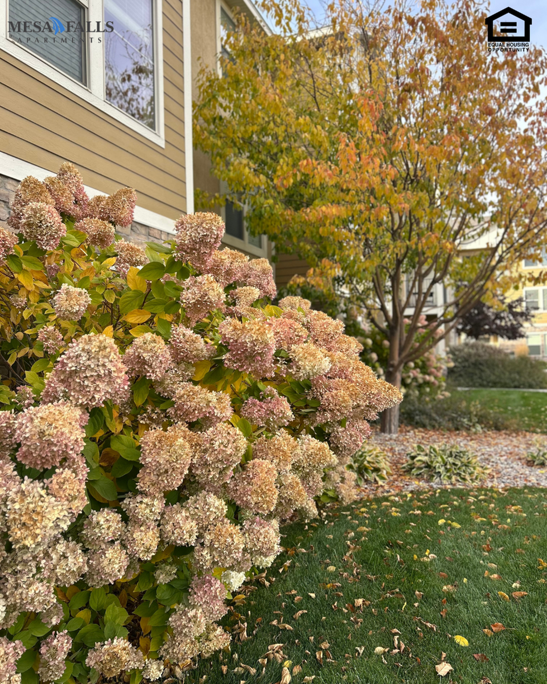 Fall in Love with Life at Mesa Falls Apartments 🍂-image