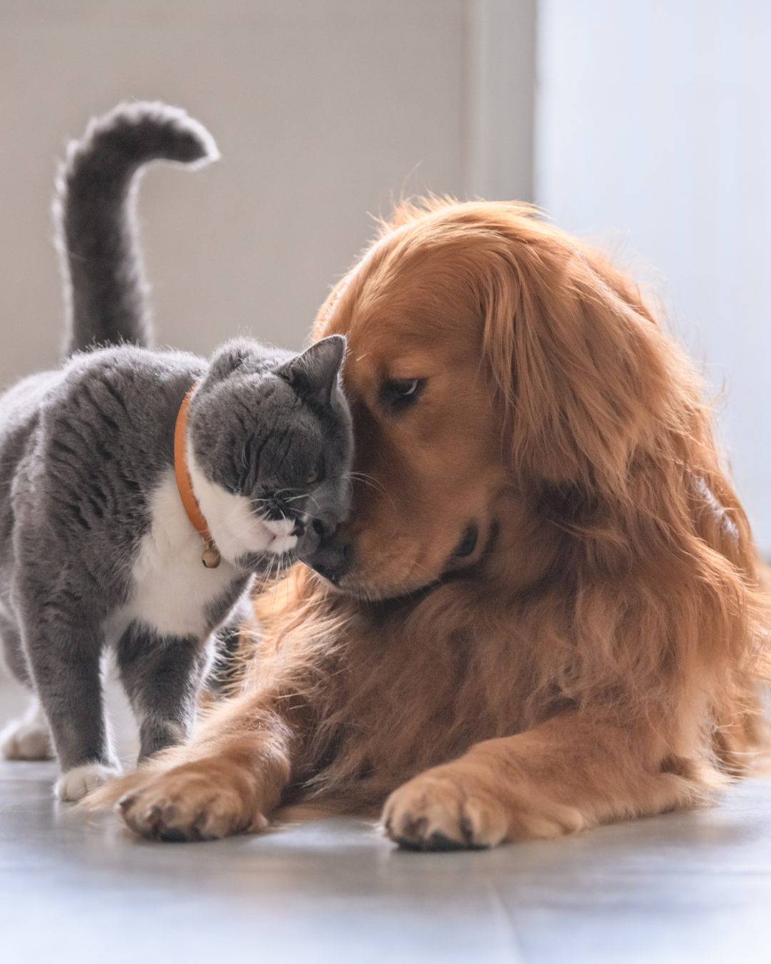 Pet-Friendly Apartment Living at Altura in Logan-image
