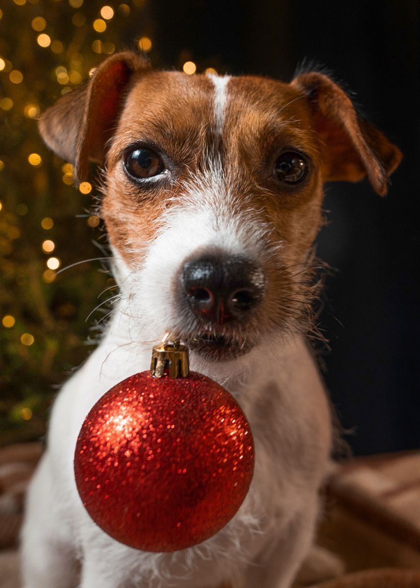 Pet-Friendly Holidays: Keeping Your Furry Friends Safe-image