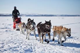 Winter Tradition Spotlight: The American Dog Derby in Ashton-image