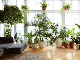 Indoor plants that thrive in apartments-image