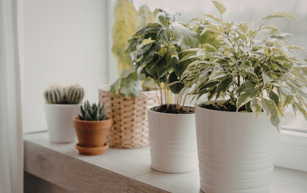 6 Simple Ways to Brighten Your Apartment for Spring-image