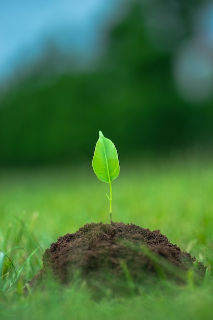 ​Celebrating Earth Day in Cache Valley, Utah: Embrace the Green Spirit-image