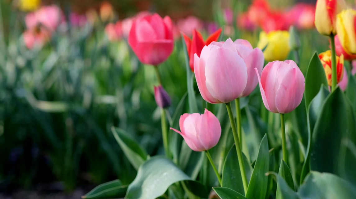 Seasonal/Spring Content-image