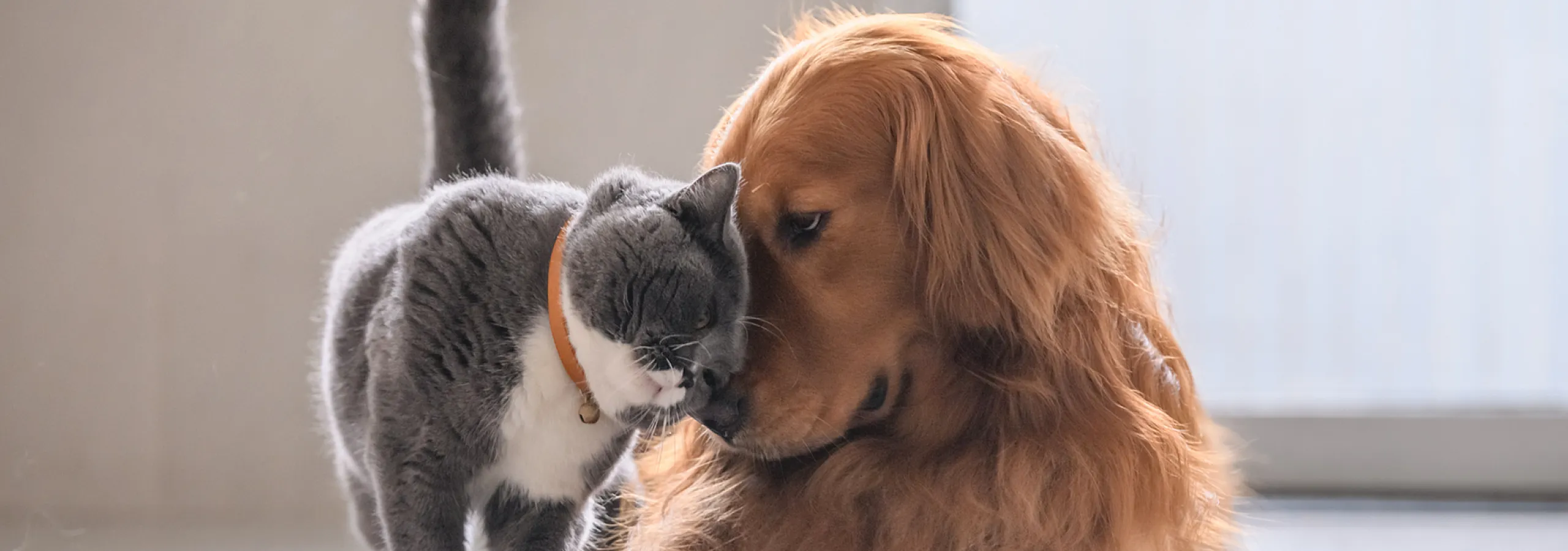Charming scene of a fluffy gray cat affectionately nuzzling against a relaxed golden retriever on a sunny floor, exuding warmth and friendship.