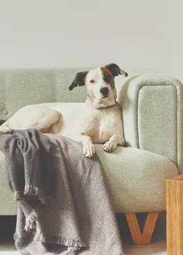 dog on couch