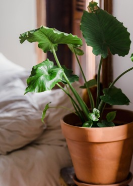plant