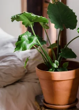 plant