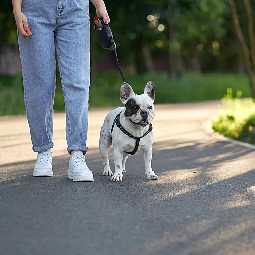 Charming French Bulldog being walked on a sunlit pathway in a serene park setting.
