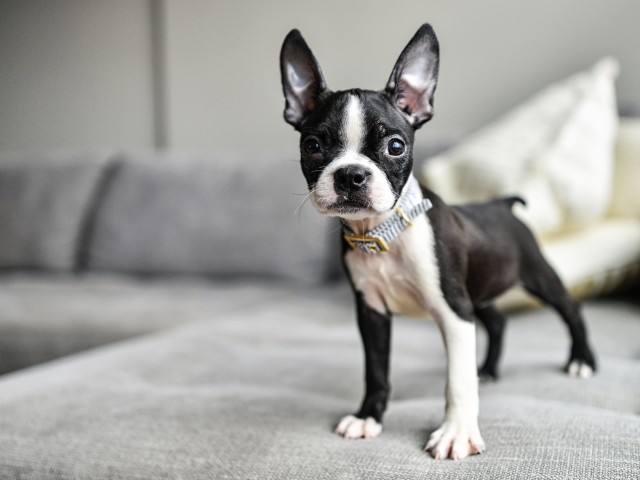 Pet Friendly with No Breed Restrictions